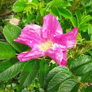 Rosa rugosa rubra