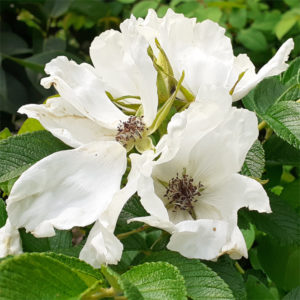 Rosa Rugosa