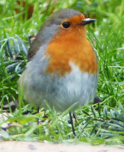 rouge-gorge