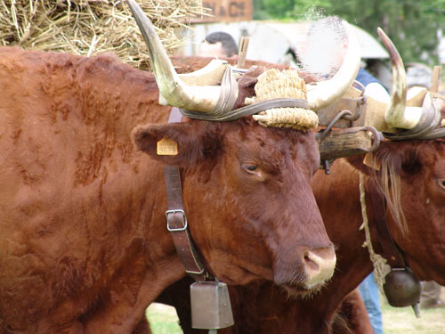 boeufs110915                 