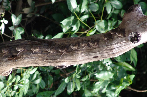 chauvesouris100915                      