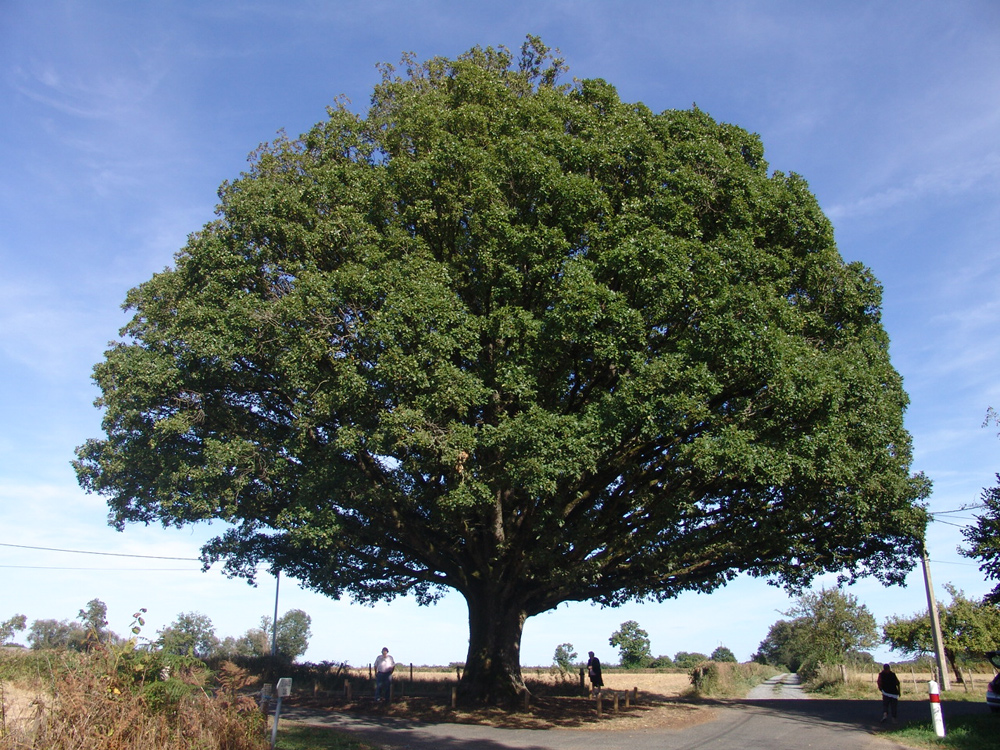 chenerond                                