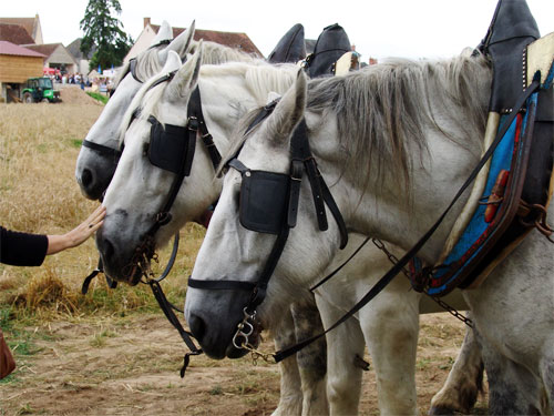 chevaux110915                      