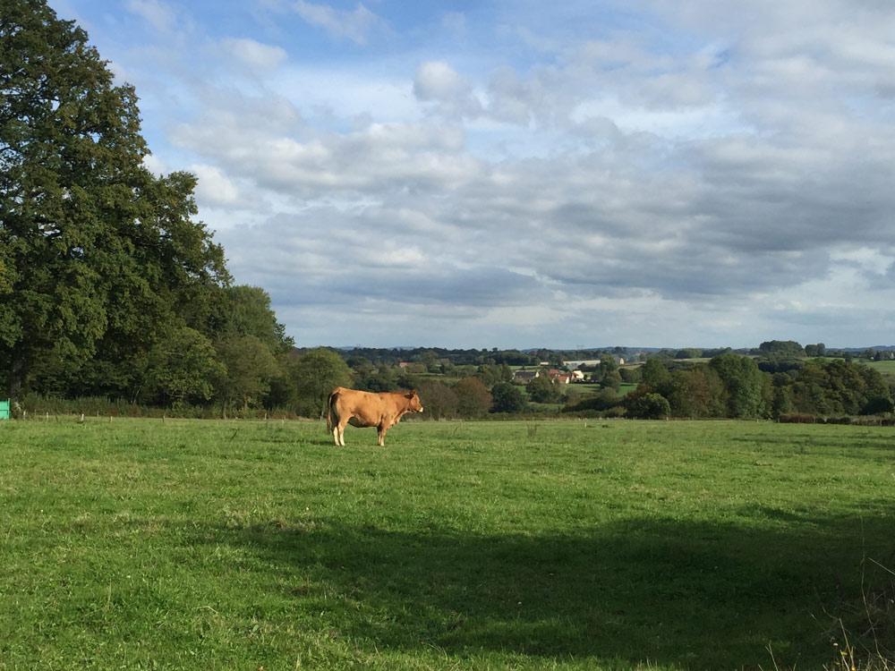 cow01032016            