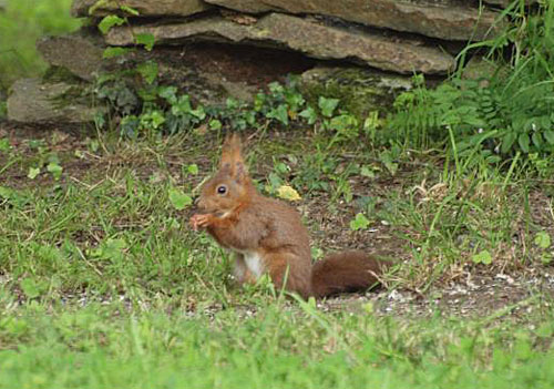 ecureuil090915                      