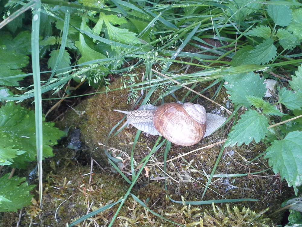 escargot23022016                              