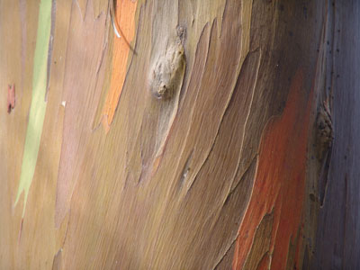 eucalyptus100915                      