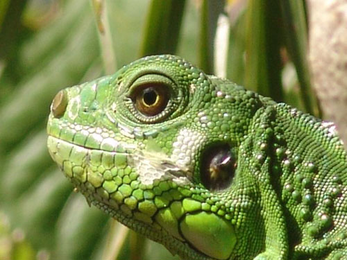 iguane110915                   