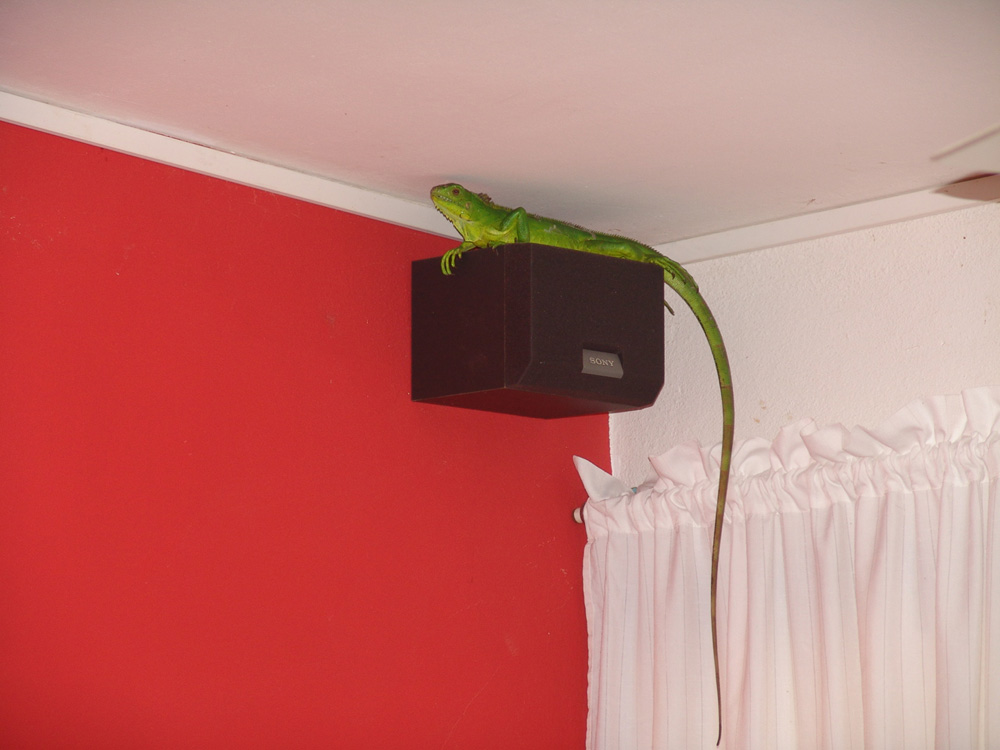 iguane23022016                                