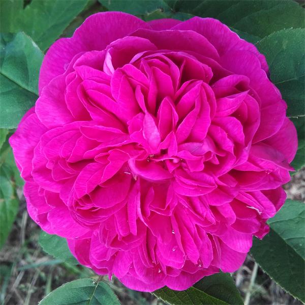 Bernadette (rose de Rescht ?)