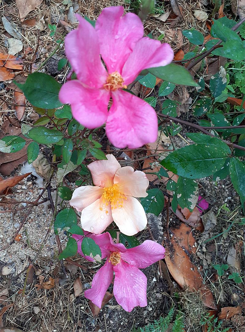 Rosa Sinensis Mutabilis