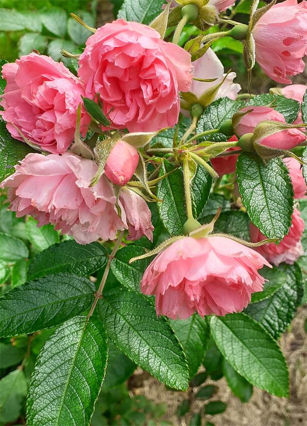 Pink Grootendorst
