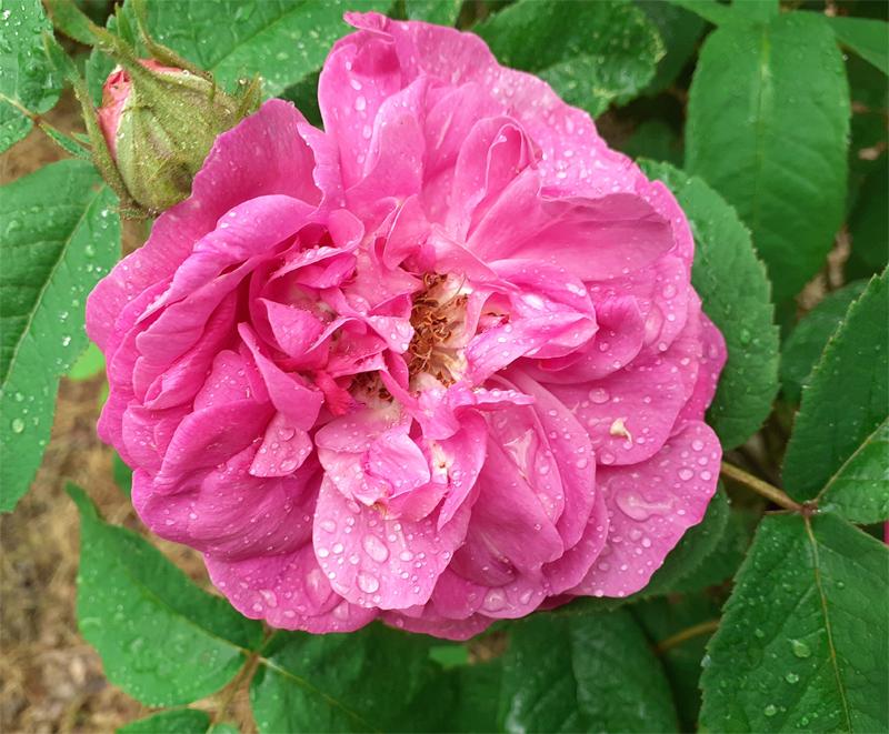 La Rose du roi