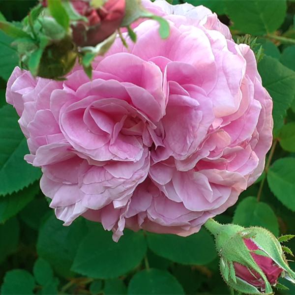 La rose du Roi