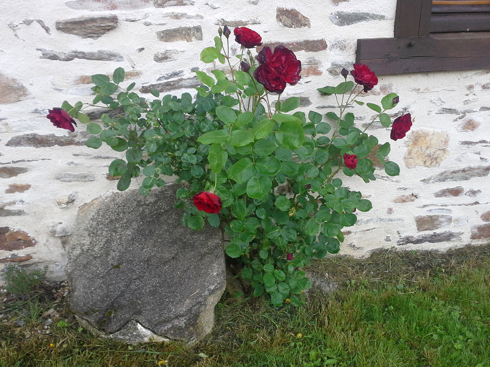 lilimarlen23022016                            