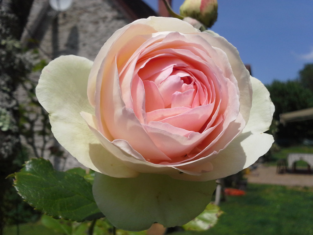 ronsard23022016                                