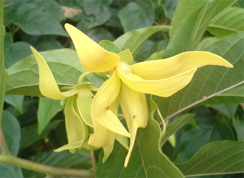 ylang090915                                                 